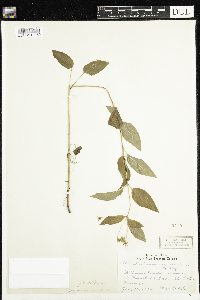 Lysimachia ciliata image