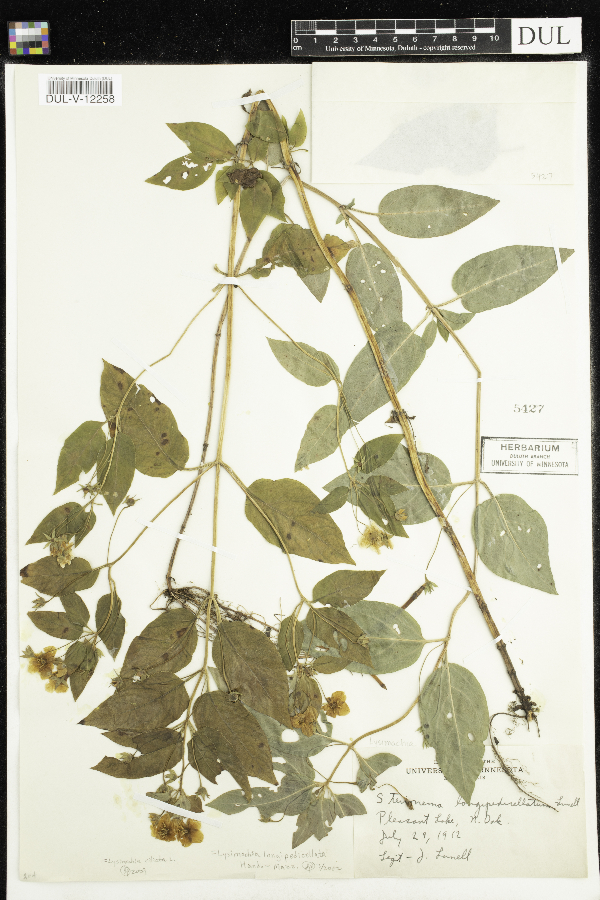 Steironema longipedicellatum image