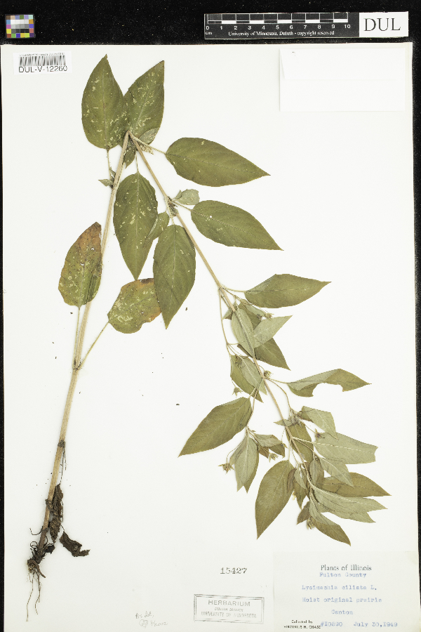 Lysimachia ciliata image