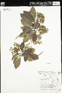 Image of Ardisia escallonioides