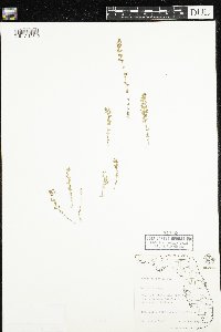 Image of Anagallis pumila
