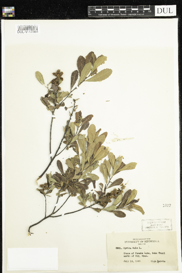 Myricaceae image