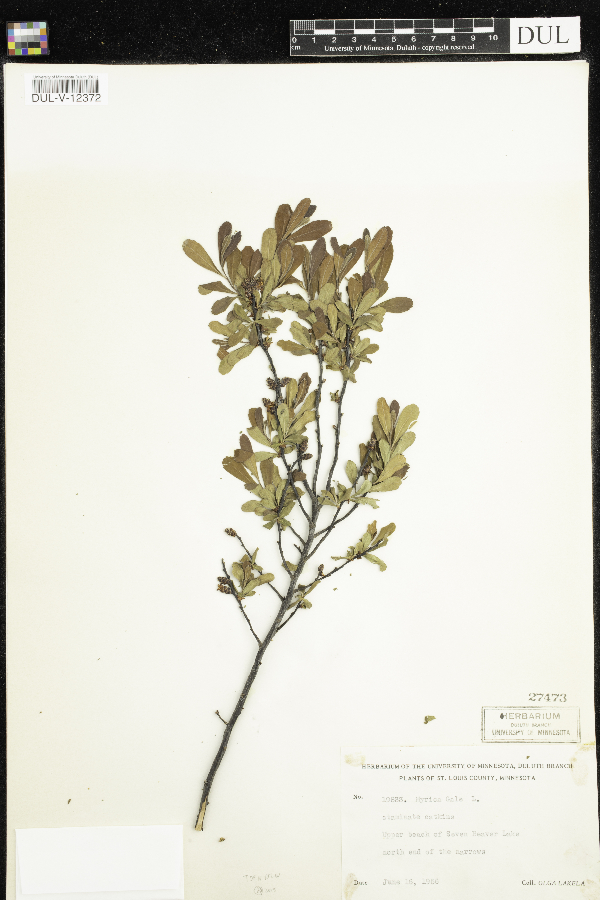 Myricaceae image