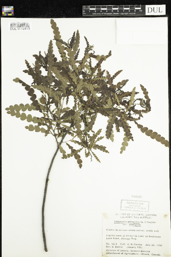 Comptonia peregrina var. peregrina image