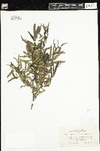 Comptonia peregrina image