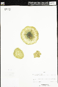 Maclura pomifera image