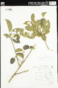 Ficus citrifolia image