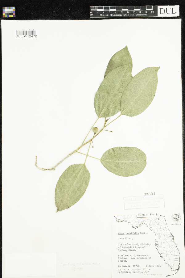 Ficus citrifolia image