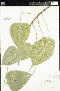 Image of Ficus benghalensis