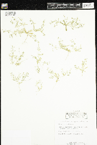 Mollugo verticillata image
