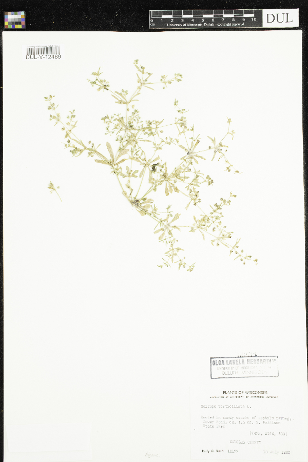 Molluginaceae image