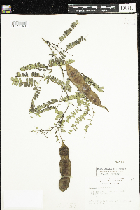 Lysiloma latisiliquum image