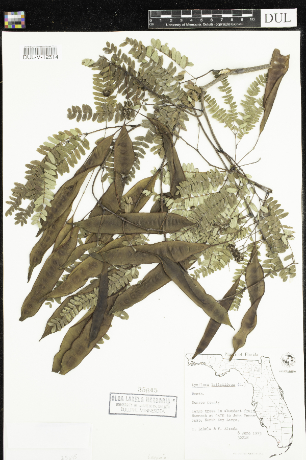 Lysiloma latisiliquum image