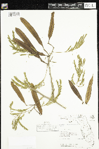 Leucaena leucocephala image
