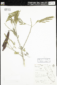Leucaena leucocephala image