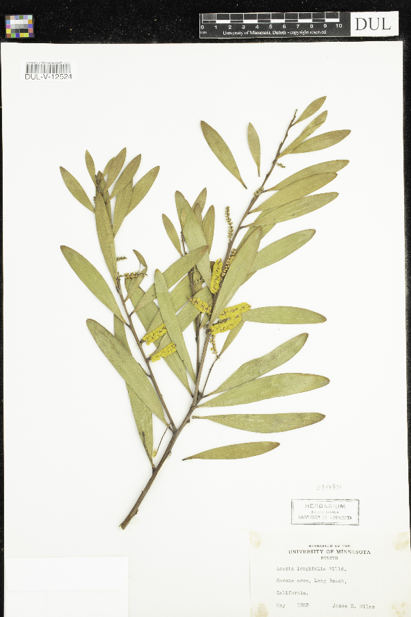 Acacia longifolia image