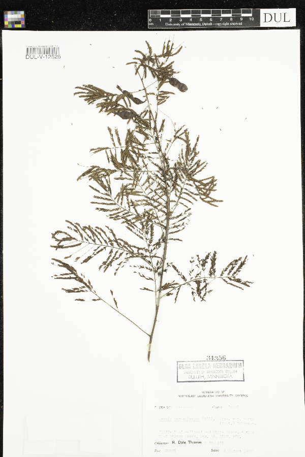 Acaciella angustissima var. angustissima image