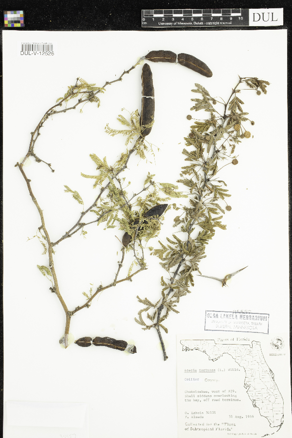 Vachellia tortuosa image