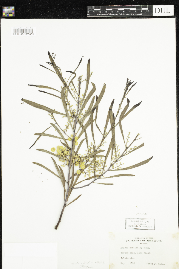 Acacia neriifolia image