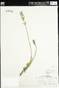 Image of Menyanthes trifoliata