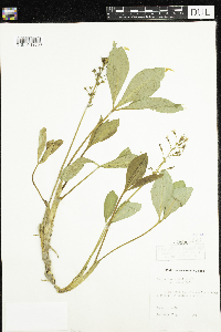 Image of Menyanthes trifoliata var. minor