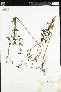 Rhexia virginica image