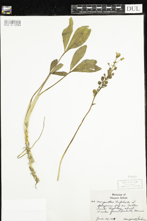 Menyanthaceae image