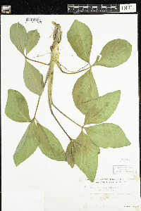 Menyanthes trifoliata var. minor image