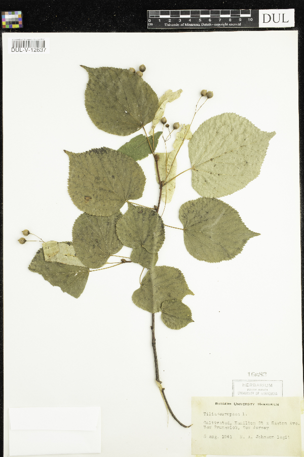 Tilia cordata x platyphyllos image
