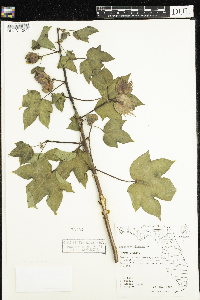 Gossypium hirsutum image