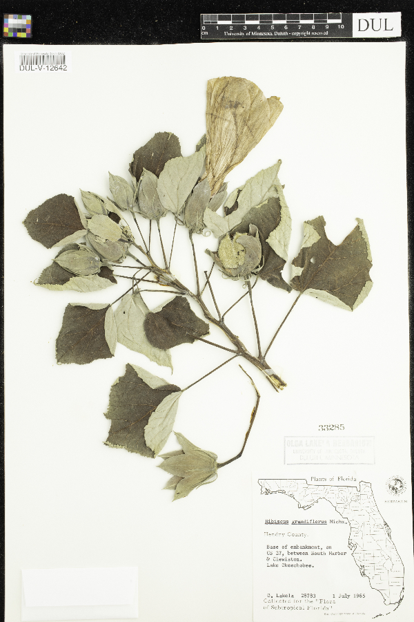 Hibiscus grandiflorus image