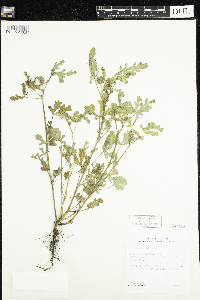 Image of Hibiscus trionum