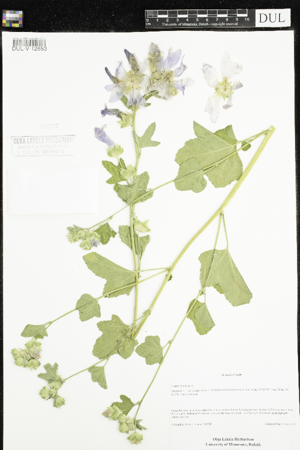 Lavatera thuringiaca image