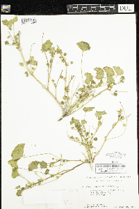 Malva parviflora image