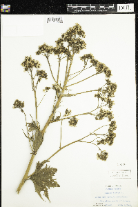Image of Napaea dioica