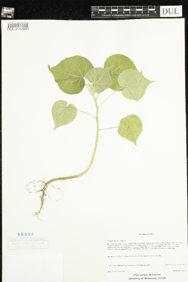 Abutilon image