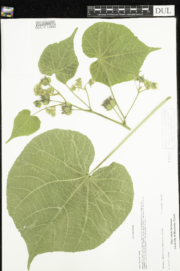 Abutilon theophrasti image