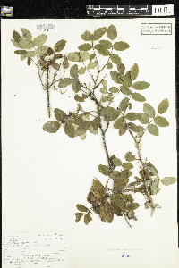 Rosa acicularis image