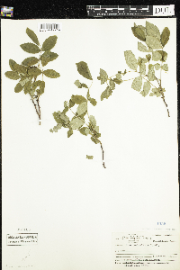 Rosa acicularis image