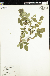 Rosa acicularis image