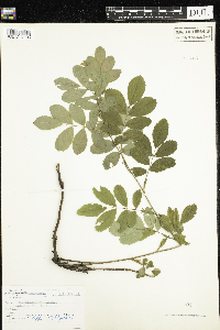 Rosa acicularis image