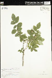 Rosa acicularis image