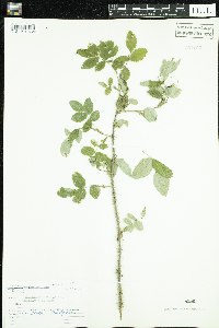 Rosa acicularis image