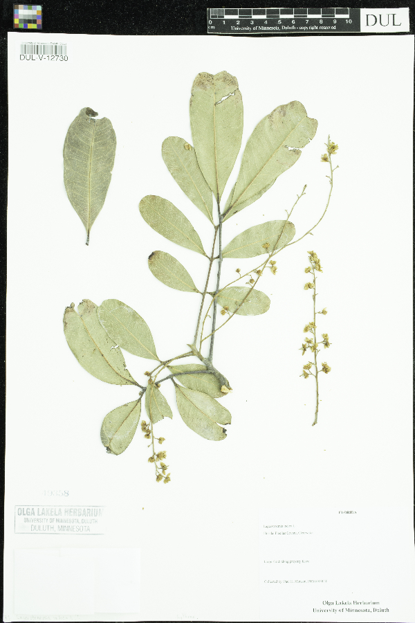 Lagerstroemia indica image