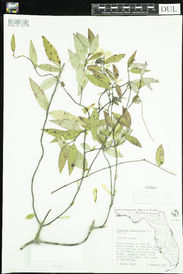 Gelsemium sempervirens image