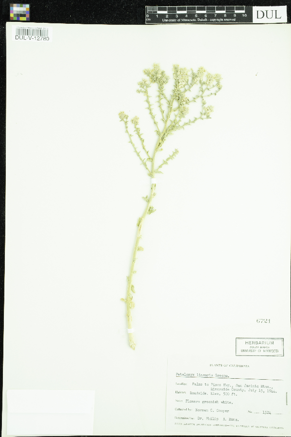 Petalonyx linearis image