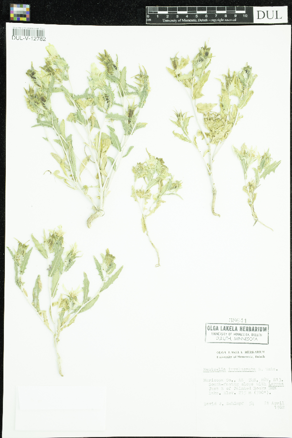 Mentzelia involucrata image