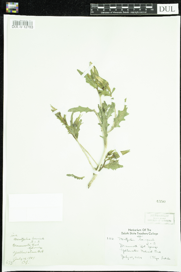 Mentzelia laevicaulis image