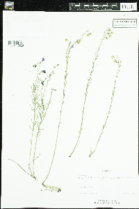 Linum perenne image