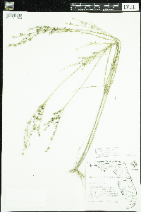 Image of Linum floridanum